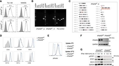 Type I interferon receptor (IFNAR2) deficiency reveals Zika virus cytopathicity in human macrophages and microglia